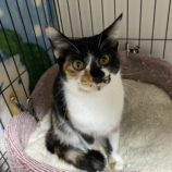 2月18日荒川沖店に参加する茨城さくらねこの会の保護猫04