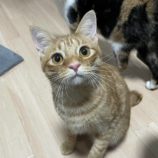 2月18日荒川沖店に参加する茨城さくらねこの会の保護猫05