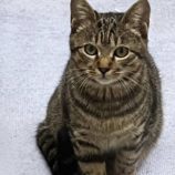 2月18日荒川沖店に参加する茨城さくらねこの会の保護猫06