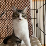 2月18日荒川沖店に参加する茨城さくらねこの会の保護猫07