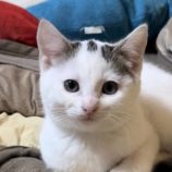 2月18日荒川沖店に参加する茨城さくらねこの会の保護猫08