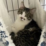 2月18日荒川沖店に参加する茨城さくらねこの会の保護猫09