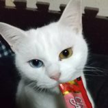 2月25日荒川沖店に参加する犬猫物語の保護猫02