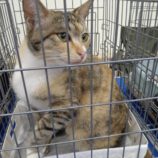 2月25日荒川沖店に参加する犬猫物語の保護猫08