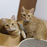 2月25日千葉店に参加するねこけん千葉支部の保護猫01
