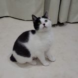 2月25日千葉店に参加するねこけん千葉支部の保護猫02