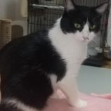 2月25日千葉店に参加するねこけん千葉支部の保護猫05