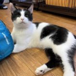 2月25日千葉店に参加するねこけん千葉支部の保護猫06