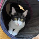 2月25日千葉店に参加するねこけん千葉支部の保護猫07