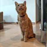 2月25日千葉店に参加するねこけん千葉支部の保護猫08