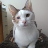 2月25日千葉店に参加するねこけん千葉支部の保護猫10