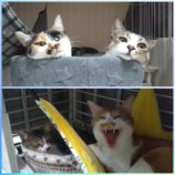 2月25日千葉店に参加するねこけん千葉支部の保護猫11