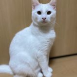 2月25日千葉店に参加するねこけん千葉支部の保護猫12