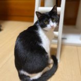 2月25日千葉店に参加するねこけん千葉支部の保護猫13