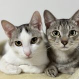 2月25日千葉店に参加するねこけん千葉支部の保護猫14