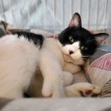 2月25日千葉店に参加するねこけん千葉支部の保護猫15