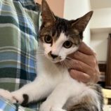 2月25日千葉店に参加するねこけん千葉支部の保護猫16