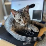 2月25日千葉店に参加するねこけん千葉支部の保護猫17