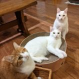 2月25日千葉店に参加するねこけん千葉支部の保護猫18