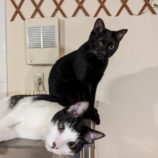 2月25日千葉店に参加するねこけん千葉支部の保護猫19