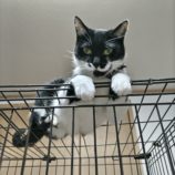 2月25日千葉店に参加するねこけん千葉支部の保護猫21