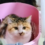 2月18日千代田店に参加する動物保護団体SONA DORASの保護猫02