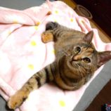 2月25日ひたちなか店に参加するネコスペ事務局の保護猫06