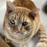 2月25日ひたちなか店に参加するネコスペ事務局の保護猫09