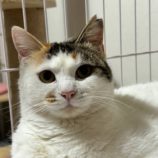 2月4日君津店に参加する猫レンジャーの保護猫03