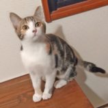 2月4日君津店に参加する猫レンジャーの保護猫09