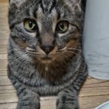 2月4日君津店に参加する猫レンジャーの保護猫13