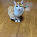 2月4日君津店に参加する猫レンジャーの保護猫15