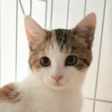 2月24日君津店に参加する富津ねこネットの保護猫01