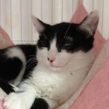 2月24日君津店に参加する富津ねこネットの保護猫02