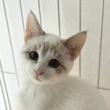 2月24日君津店に参加する富津ねこネットの保護猫03