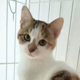 2月24日君津店に参加する富津ねこネットの保護猫04