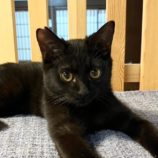 2月24日君津店に参加する富津ねこネットの保護猫05