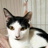 2月24日君津店に参加する富津ねこネットの保護猫06