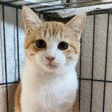 2月24日君津店に参加する富津ねこネットの保護猫07