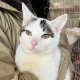 2月24日君津店に参加する富津ねこネットの保護猫08