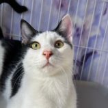 2月24日君津店に参加する富津ねこネットの保護猫09