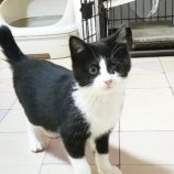 2月24日君津店に参加する富津ねこネットの保護猫10