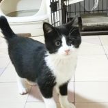 2月24日君津店に参加する富津ねこネットの保護猫10