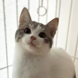 2月24日君津店に参加する富津ねこネットの保護猫11
