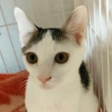 2月24日君津店に参加する富津ねこネットの保護猫12