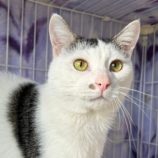 2月24日君津店に参加する富津ねこネットの保護猫13