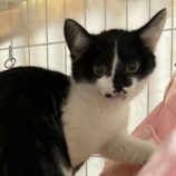 2月24日君津店に参加する富津ねこネットの保護猫14