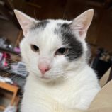 2月24日君津店に参加する富津ねこネットの保護猫15