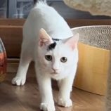 2月24日君津店に参加する富津ねこネットの保護猫16