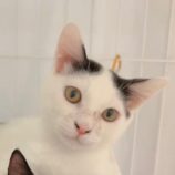 2月24日君津店に参加する富津ねこネットの保護猫17